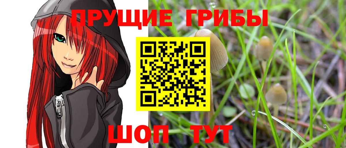 Псилоцибиновые грибы Cubensis  Галлюциногенные грибы Psilocybine cubensis  Тамбов  Вход с VPN 